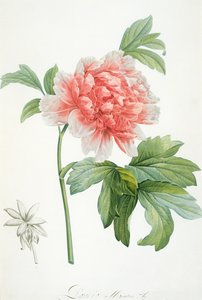 Pion, 1799 (färgtryck) av Pierre Joseph Redouté